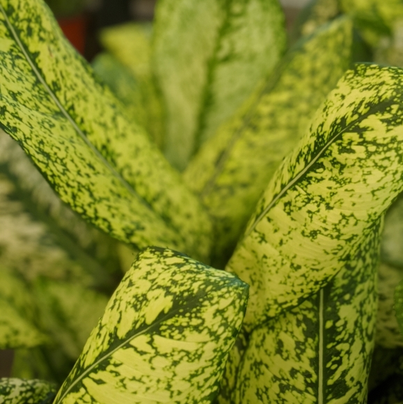 Meet your Posher, Gabrielle - Picture 1 of 1